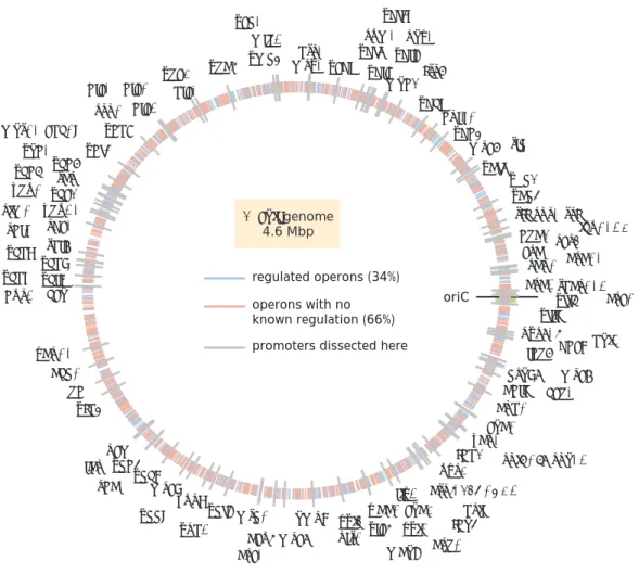 Figure 2.1: The E. coli regulatory genome. Illustration of the current ignorance with respect to how genes are regulated in E