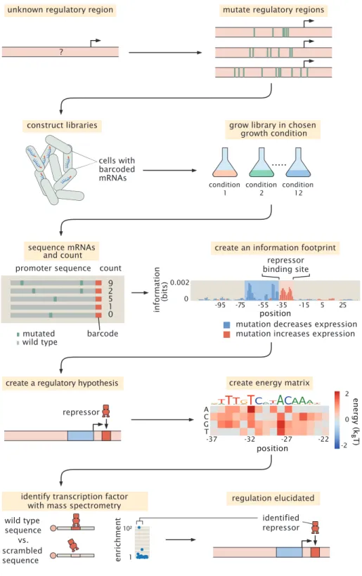 Figure 2.2: Schematic of the Reg-Seq procedure as used to recover a repressor binding site