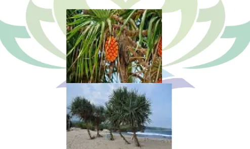 Gambar 2.7 a) buah pandan pantai b) tumbuhan pandan pantai 