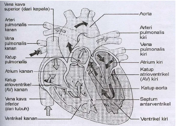 Gambar 3. Aliran darah dan pemompaan jantung.
