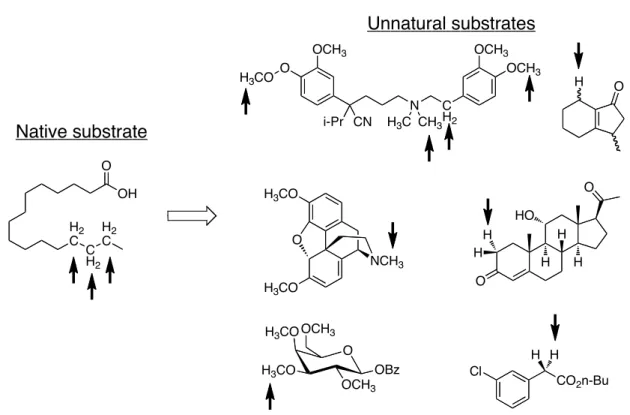 Figure  2.  A  native  substrate  for  cytochrome  P450 BM3   and  representative  substrates  accepted by BM3 variants