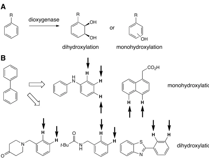 Figure 5.  (A) General scheme for dioxygenase catalyzed arene oxidation. 39    (B) Native  substrate and representative substrates accepted by variants of biphenyl dioxygenase