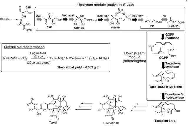 Figure  17.  Biosynthesis  of  taxol  precursors  in  E.  coli  via  the  DXP/MEP  pathway  (upstream module)