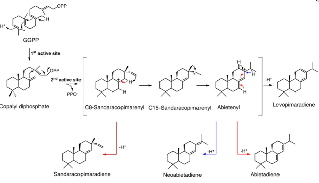 Figure 18. Levopimaradiene synthase (LPS) catalyzes the cyclization of geranylgeranyl  diphosphate  (GGPP)  to  levopimaradiene  in  two  distinct  active  sites