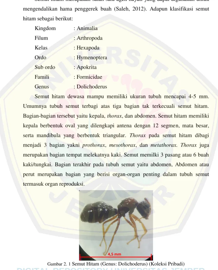 Gambar 2. 1  Semut Hitam (Genus: Dolichoderus) (Koleksi Pribadi)