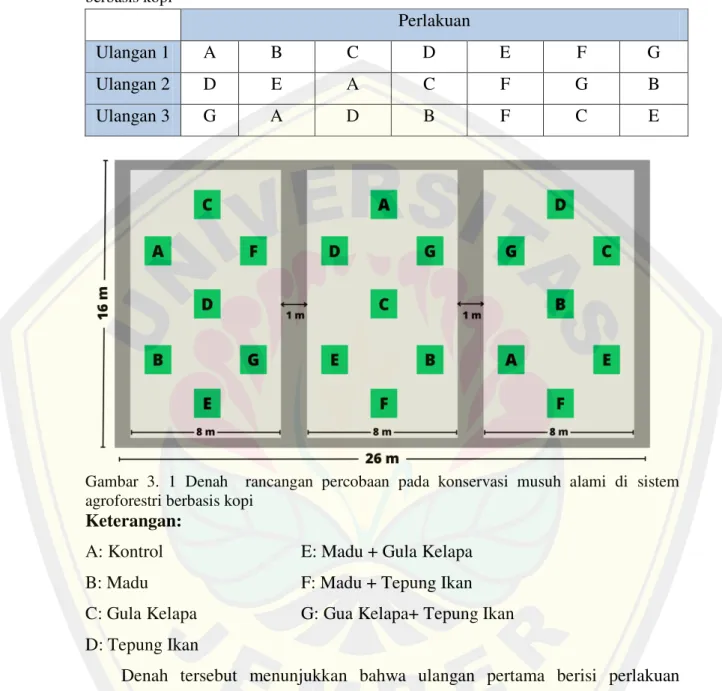 Tabel  3.  1  Rancangan  percobaan  pada  konservasi  musuh  alami  di  sistem  agroforestri  berbasis kopi 