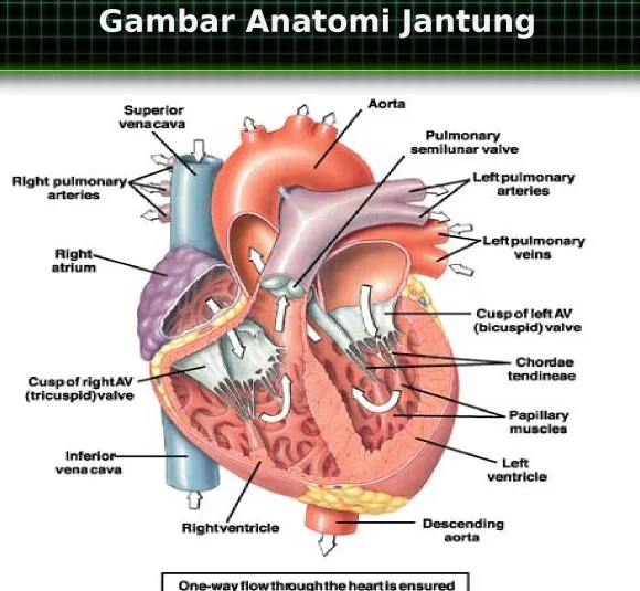 Gambar Anatomi Jantung