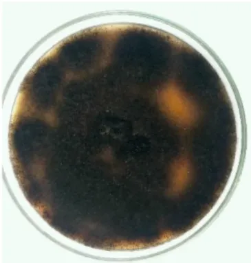 Gambar 6. Mikroskopis jamur  Aspergillus sp. Keterangan: (a) 