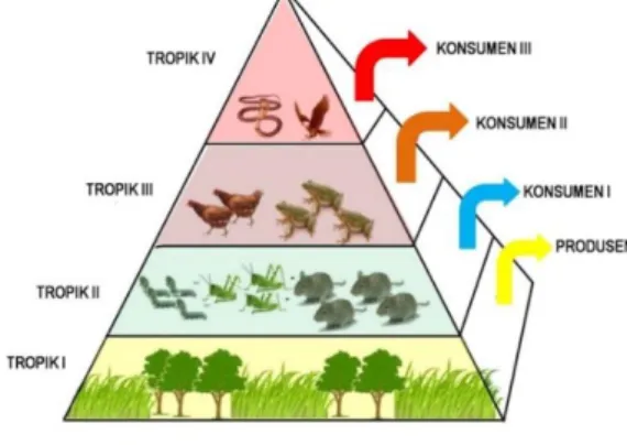 Gambar 2.3 Piramida Makanan  Sumber : https://www.gramedia.co 