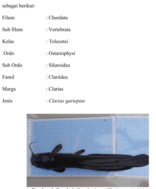 Gambar 1. Ikan Lele Sangkuriang (Clarias gariepius)