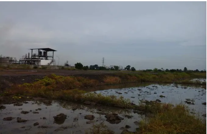 Gambar 11: salah lahan pertanian milik masyarakat yang ditimbun oleh pihak KIM. Lahan pertanain milik Ibu Dina (dokumen pribadi 14 Oktober 2013) 