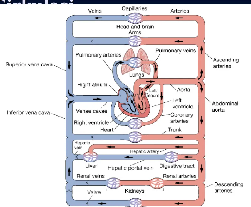 Figure 14-1: Overview of circulatory system anatomy