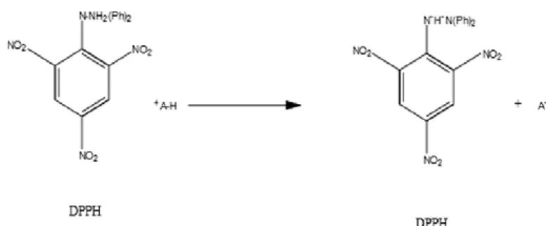 Gambar 2.2. Mekanisme penerimaan donor radikal atom hidrogen (Kumala, 2014)  DPPH  dapat  menerima  electron  atau  radikal  hidrogen  dan  membentuk  molekul  diamagnetik  yang  stabil