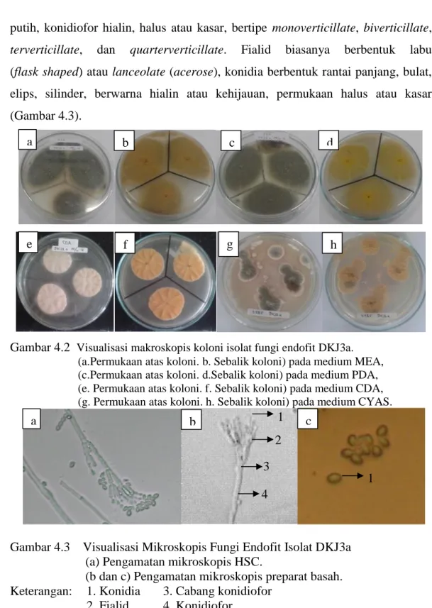 Gambar 4.2   Visualisasi makroskopis koloni isolat fungi endofit DKJ3a. 