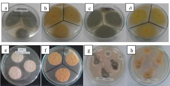 Gambar 4.3    Visualisasi Mikroskopis Fungi Endofit Isolat DKJ3a  (a) Pengamatan mikroskopis HSC