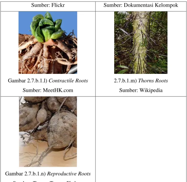 Gambar 2.7.b.1.l) Contractile Roots  Sumber: MeetHK.com 