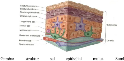 Gambar  struktur  sel  epithelial  mulut.  Sumber: 