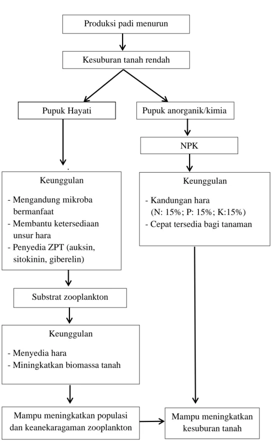 Gambar  1.  Skema  kerangka  pemikiran  pengaruh  aplikasi  campuran  pupuk  kimia  dan hayati terhadap populasi dan keanekaragaman zooplankton dalam  air genangan padi sawah (Oryza sativa L.)