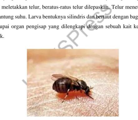 Gambar 11. Simulium sp (Phasuk et al., 2013) 
