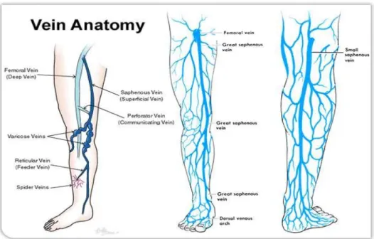 Gambar 1. Anatomi susunan vena tungkai bawah 3. Etiologi