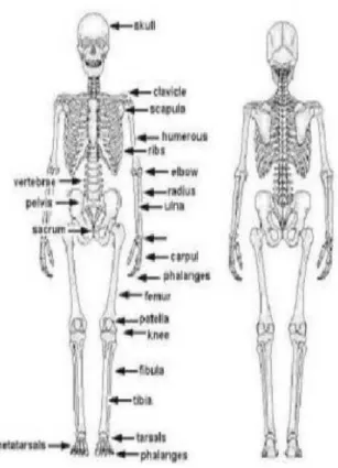 Gambar 2.1 Rangka Manusia