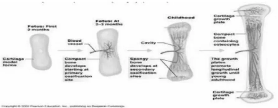 Gambar 2.2 Susunan Makroskopis dan Histologi Tulang (Sumber: Kuntarti. Anatomi sistem muskuloskeletal &amp; sistem 