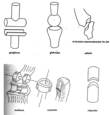 Gambar 3.3 Bentuk-bentuk articulatio synovialis
