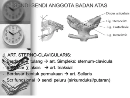 Gambar 5.2 Sendi dan Ligamentum anggota badan atas B.  ARTICULATIO STERNO-CLAVICULARIS 