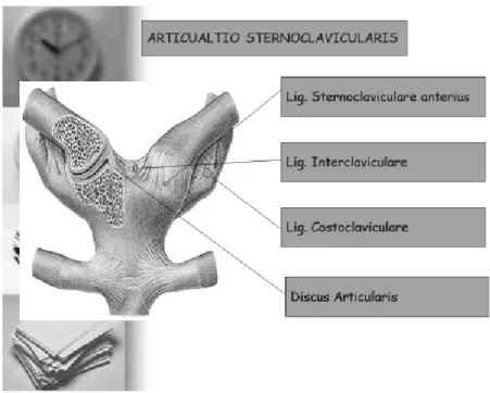 Gambar 5.3 Sendi dan Ligamentum Sternoclavicularis C.  ARTICULATIO ACROMIOCLAVICULARIS