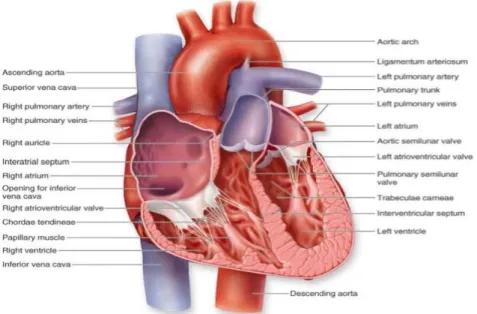 Gambar : 2.1 Anatomi Jantung 