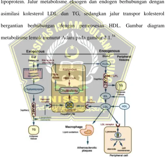 Gambar 2.2 Metabolisme Lemak (Adam, 2014) 54