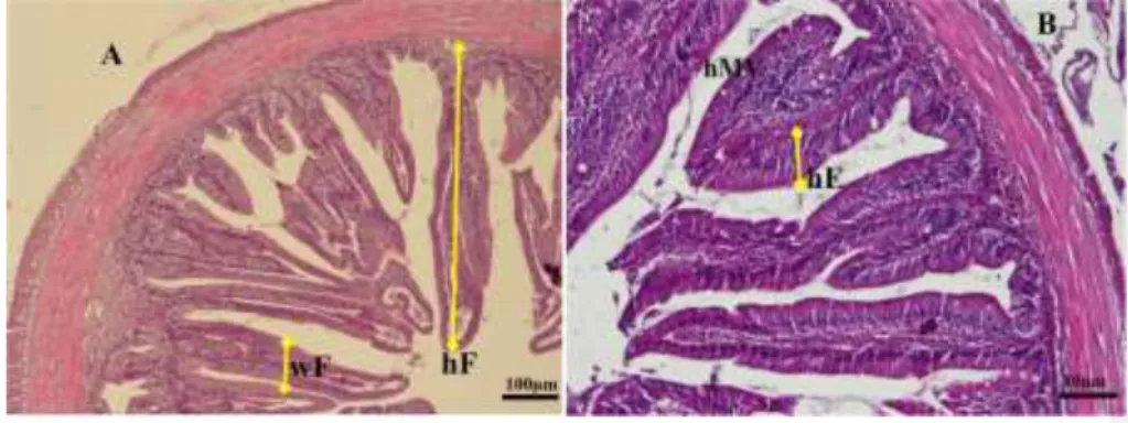 Figure 1. Transversal section photomicrographs of giant gourami juvenile foregut. (A)  Fold height and fold width were analyzed in a lower magnification of objective lens of  microscope  (magnification  ×  100),  (B)  Enterocytes  height  and  microvilli  