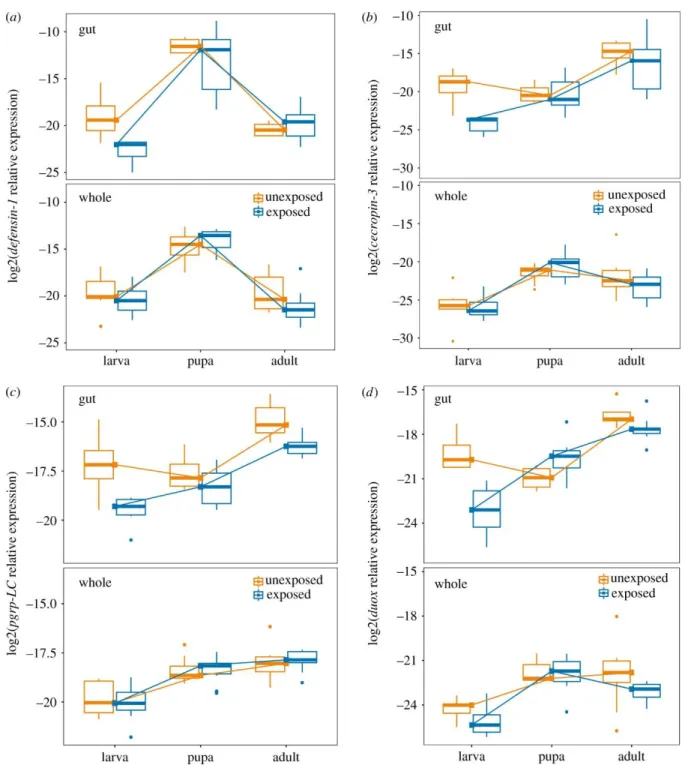 Figure 2. The influence of tissue type and gregarine parasite exposure on immune gene expression  across developmental stages of the flour beetle T