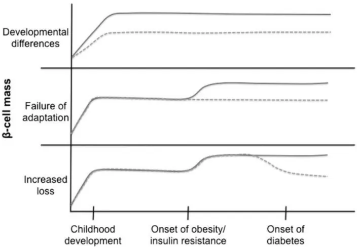 Figure 1-5. Etiologies of Type 2 Diabetes. Diabetes is a disease  characterized by loss/dysfunction of β-cell mass, eventually leading to  insufficient insulin output and hyperglycemia