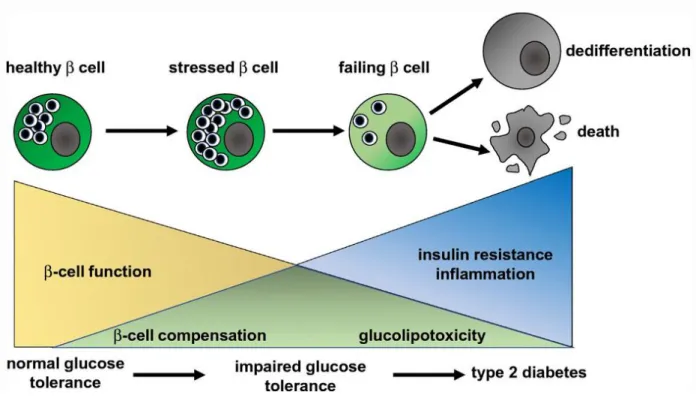Figure 1-6. Mechanistic timeline of Type 2 Diabetes onset and 