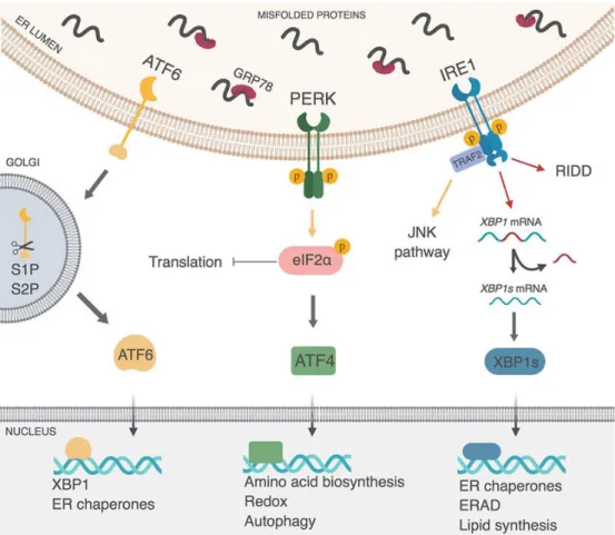 Figure 1-7. Schematic of the three unfolded protein response (UPR)  pathways. ATF6 is a protein that is cleaved in the Golgi apparatus to produce  the ATF6 transcription factor