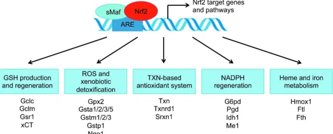 Figure 1-8. Nrf2, known as the master antioxidant regulator, binds to  antioxidant response elements (AREs) in the nucleus to induce 
