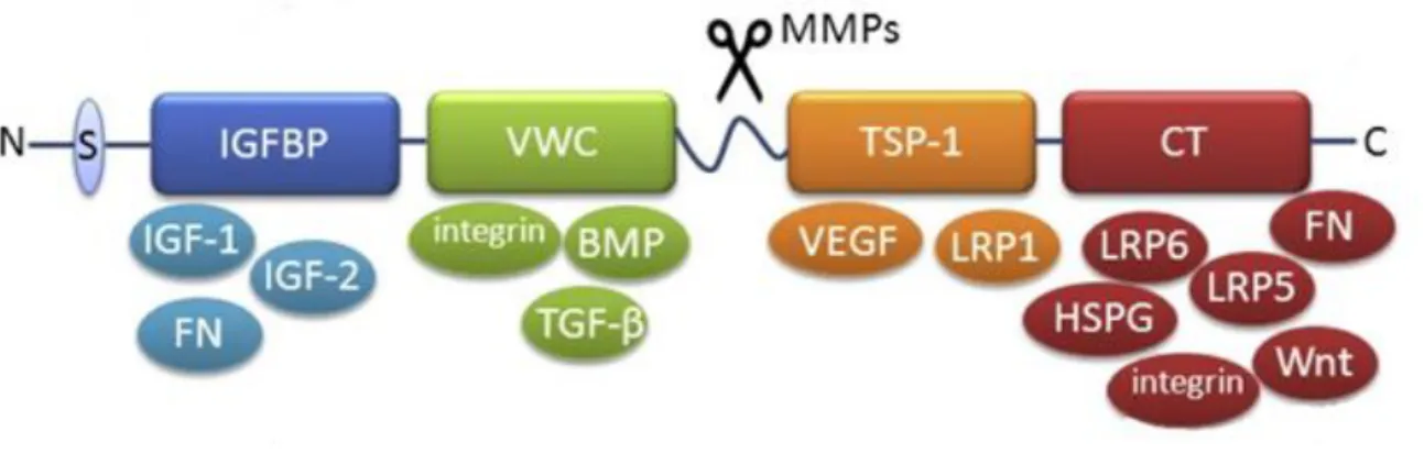 Figure 1-9. Structure of CCN2. CCN2 is a 38 kDa protein composed of four  distinct domains, and it is readily cleaved by MMPs at the hinge region  between the first two and last two modules to create an N- and C-terminal  fragment, respectively