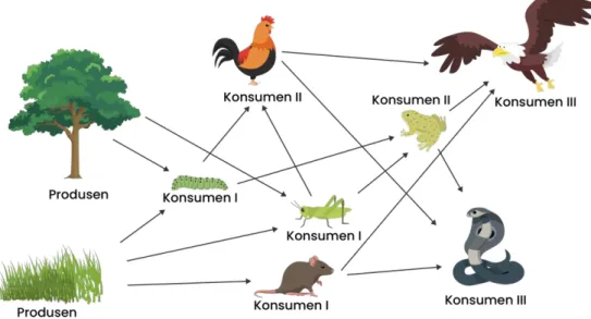 Gambar 1. Jaring-Jaring Makanan (sumber : https://roboguru.ruangguru.com/)  