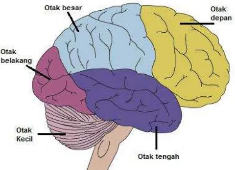 Gambar 2.7 Organ vital otak [2] 