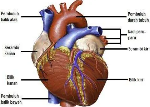 Gambar 2.8 Organ vital jantung [2] 
