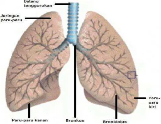 Gambar 2.9 Organ vital paru-paru [2] 