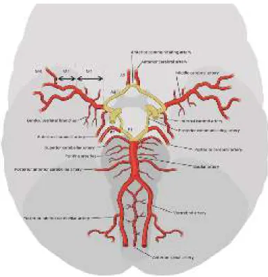 Gambar 1. Pembuluh darah  intracranial, Circulus Wllisi diadaptasi dari Stroke Guidelines  of the university Hospital of the Bern 2017