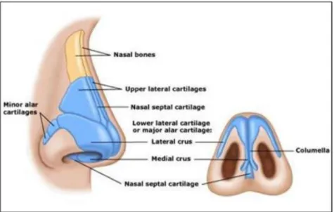 Gambar 1. Anatomi Bagian Luar Hidung (Dhingra,2014) 