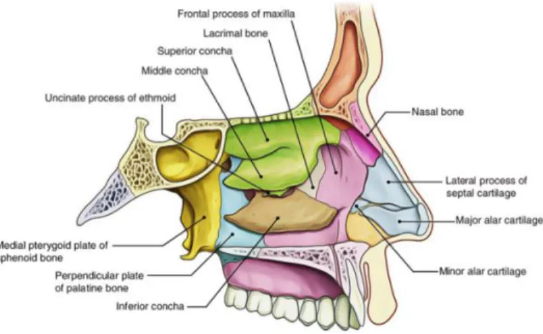 Gambar 3. Anatomi Dinding Lateral Cavum Nasi (Drake,2009) 