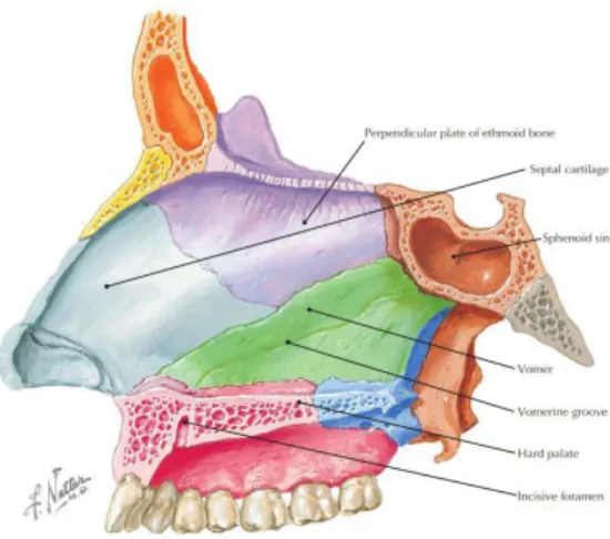 Gambar 4. Anatomi septum nasi (Netter, 2014) 