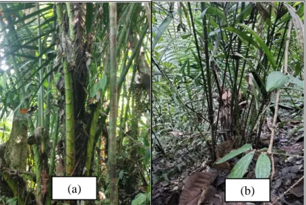 Gambar 6. (a) Rotan Noko (b) Rotan Batang 