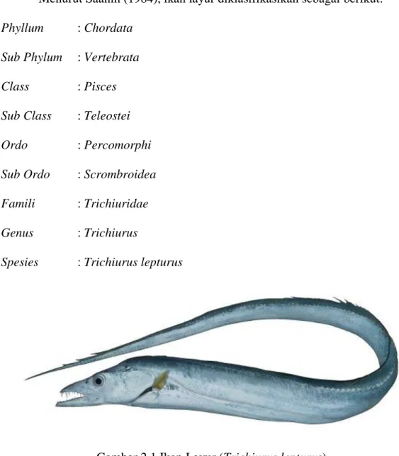 Gambar 2.1 Ikan Layur (Trichiurus lepturus)  Sumber: Data Sekunder, IFT 2010  