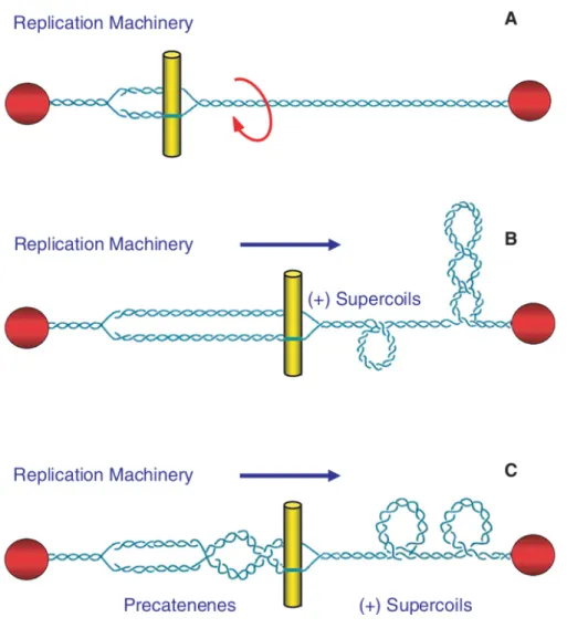 Figure 1.2: Movement of DNA tracking machinery causes topological problems. As DNA tracking  systems move  through  the  DNA,  twists are  pushed  ahead  of  replication  forks and transcription complexes, resulting in DNA overwinding that is converted int