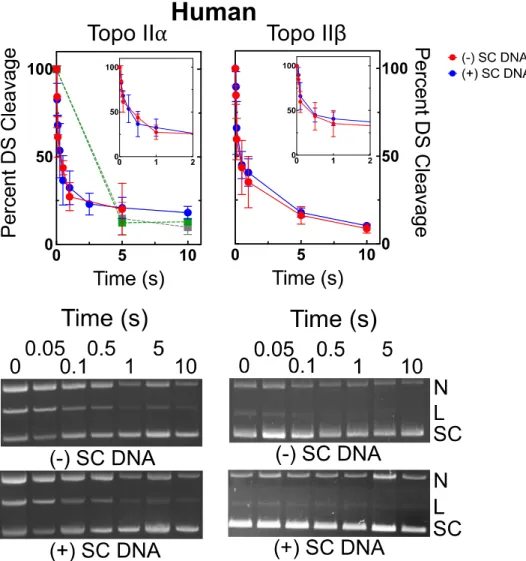 Figure 2.3. Effects of supercoil geometry on the persistence of DNA cleavage complexes generated by human type II topoisomerases in the absence of drugs